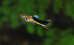 Endler Gup Half Tuxedo Geel (M/F) (POEC. WINGEI HALF TUXEDO YELLOW (M/F) M)