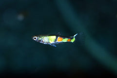Endler Gup El Tigre Man (POEC. WINGEI EL TIGRE MALE M)