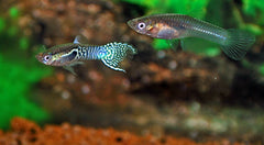 Endler Gup Blue Tiger (M/F) (POEC. WINGEI BLUE TIGER (M/F) M)