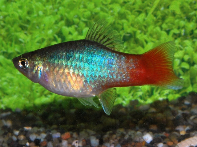 Platy Blue Redtail (XIPH. MAC. BLUE REDTAIL M)
