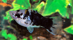 Platy Coffee (XIPH. MAC. COFFEE M)