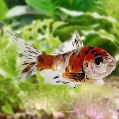 Carassius auratus   Shubunkin 8-10