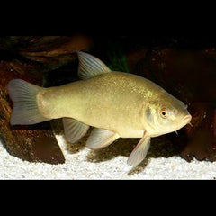 Tinca tinca   Groene zeelt 8-10 @