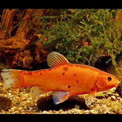 Tinca tinca   Goudzeelt 10-12 cm @