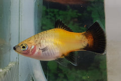 Platy Geel Wagtail (XIPH. MAC. YELLOW WAGTAIL M)