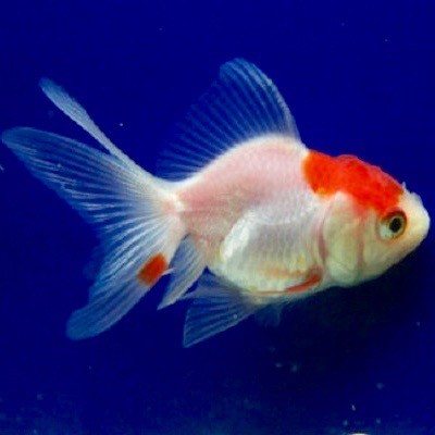 Car.auratus Sluierstaart red cap 7-8