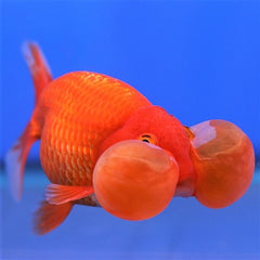 Sluierstaart blaasoog 5-6 cm