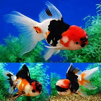 Or.leeuw.kp.tricolour 6 cm-met rugvin @