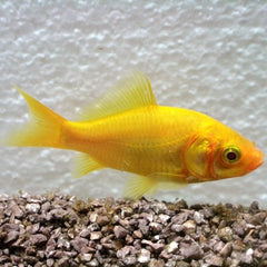 Carassius auratus   Goudvis geel 8-10