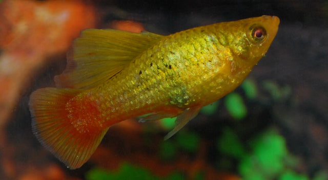 Platy Variatus Highfin Groen (XIPH. VARIATUS HIGHFIN GREEN M)