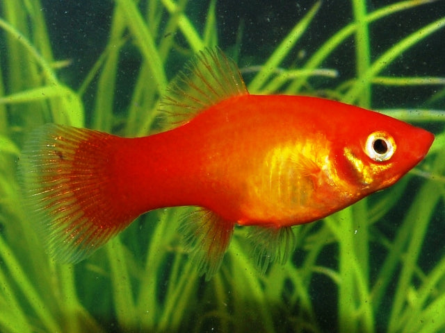 Platy Marigold (XIPH. MAC. MARIGOLD M)