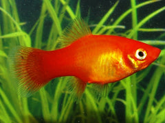 Platy Marigold (XIPH. MAC. MARIGOLD M)