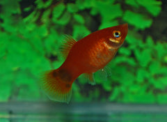 Platy Rood Mickey (XIPH. MAC. RED MICKEY M)