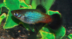 Platy Rainbow (XIPH. MAC. RAINBOW M)