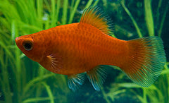 Platy Rood (XIPH. MAC. RED M)