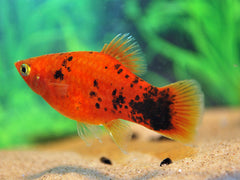 Platy Rood Spotted (XIPH. MAC. RED SPOTTED M)