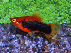 Platy Rood Tuxedo (XIPH. MAC. RED TUXEDO M)