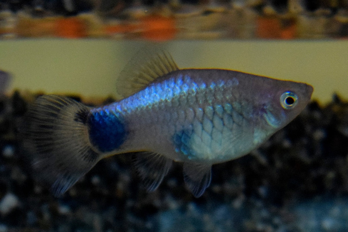 Platy Blauw Mickey (XIPH. MAC. BLUE MICKEY M)