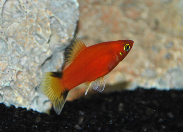 Platy Rood Victory (XIPH. MAC. RED VICTORY M)