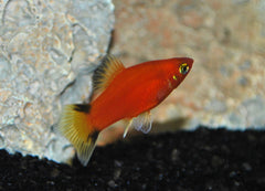Platy Rood Victory (XIPH. MAC. RED VICTORY M)
