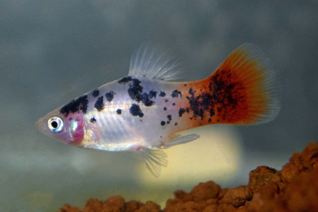 Platy Wit Spotted Redtail (XIPH. MAC. WHITE SPOTTED REDTAIL M)