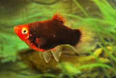 Koraalplaty Zwart (XIPH. MAC. CORAL BLACK M)