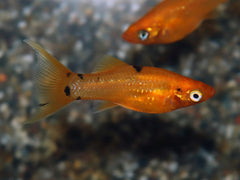 Molly Golddust Sluier (P. SPHENOPS GOLDDUST LONGFIN S/M)