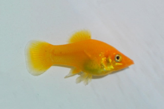 Molly Golddust (POECILIA SPHENOPS GOLDDUST S/M)