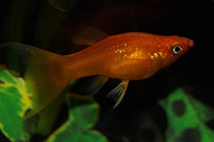 Molly Rood Sluier (POECILIA SPHENOPS RED LONGFIN M)