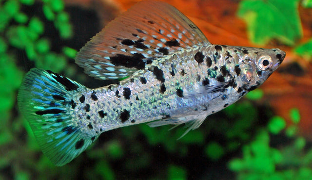 Hoogvinkarper Dalmati�r (POECILIA LATIPINNA DALMATIAN L)