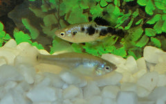 Tandkarper Multipunctata (SKIFFIA MULTIPUNCTATA M)
