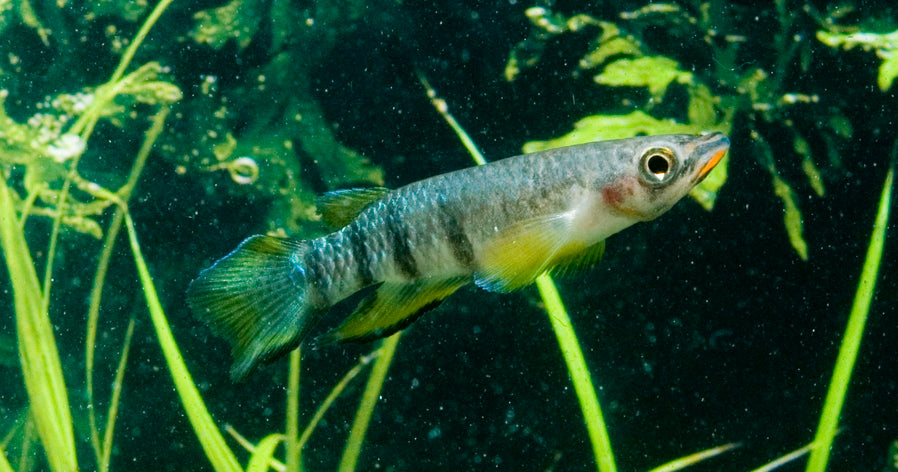 Dwarsbandsnoekje (EPIPLATYS DAGETI M)