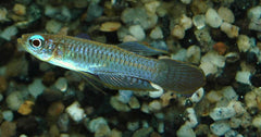 Blauwoogje (POROPANCHAX NORMANI M)