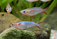 Neon Rijstvisje (ORYZIAS WOWORAE M)