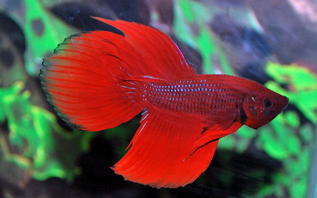 Kempvis Man (BETTA SPLENDENS MALE  XL)