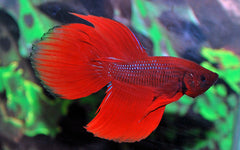 Kempvis Man (BETTA SPLENDENS MALE  XL)
