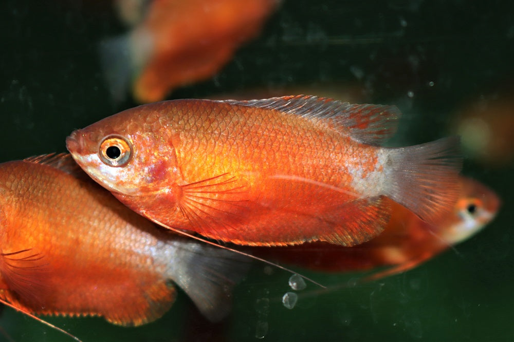 Rode Honinggoerami (TRICHOGASTER CHUNA RED  M)