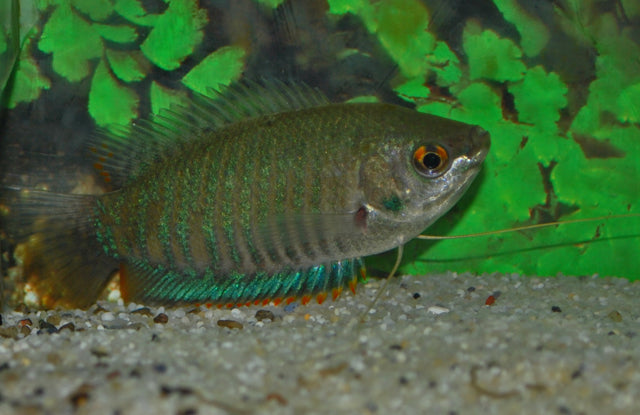 Gestreepte Goerami (TRICHOGASTER FASCIATA L)