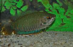 Gestreepte Goerami (TRICHOGASTER FASCIATA L)