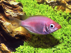 Roze Zoenvis (HELOSTOMA TEMMINCKII PINK M)