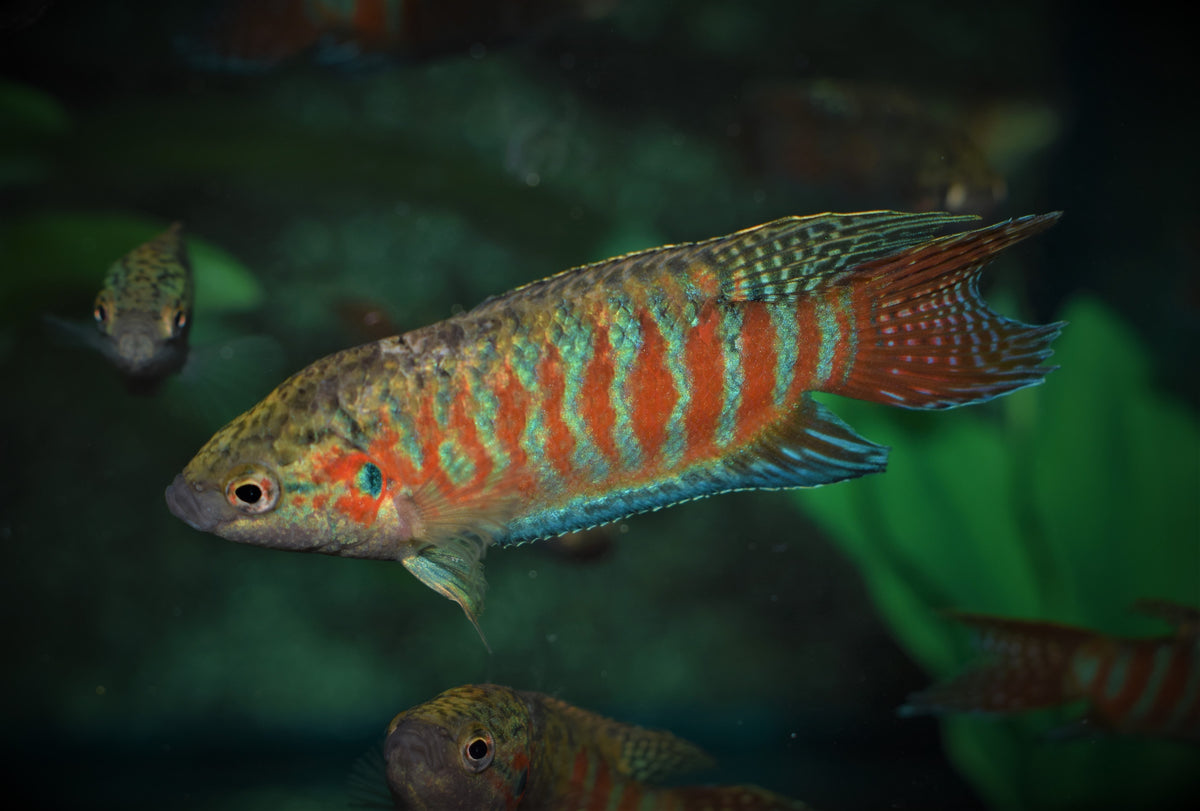 Paradijsvis (MACROPODUS OPERCULARIS M)