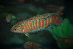 Paradijsvis (MACROPODUS OPERCULARIS M)