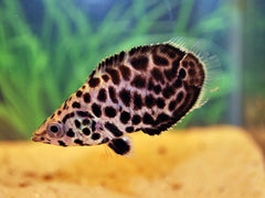 Luipaard Klimbaars (CTENOPOMA ACUTIROSTRE S)