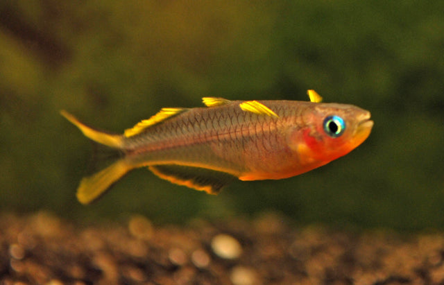 Vorkstaart Regenboogvis (PSEUDOMUGIL FURCATUS M)