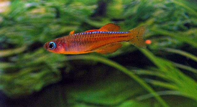 Neon Rood Regenboogvis (PSEUDOMUGIL LUMINATUS M)