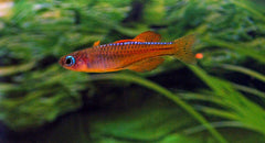 Neon Rood Regenboogvis (PSEUDOMUGIL LUMINATUS M)