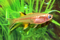 Regenboogvis Signifer (PSEUDOMUGIL SIGNIFER M)