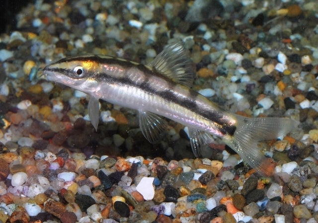 Dwergbotia (AMBASTAIA SIDTHIMUNKI M)