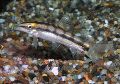 Dwergbotia (AMBASTAIA SIDTHIMUNKI M)
