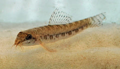 Oogvlekmodderkruiper (ACANTHOCOBITIS UROPHTHALMUS L)
